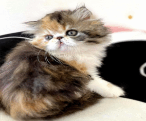 Tame and Playful Persian Beauty in a Bright Tortoiseshell White Outfit Ornella