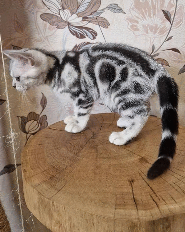 Graceful American Shorthair Kitten