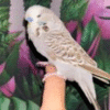 Cinnamon Grey English Budgies for sale (Budgerigar)