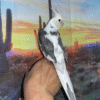 Cream Face Pied Cockatiel for sale