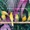 Golden Canary Bird for sale