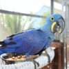 Hyacinth Blue Macaw Bird for sale