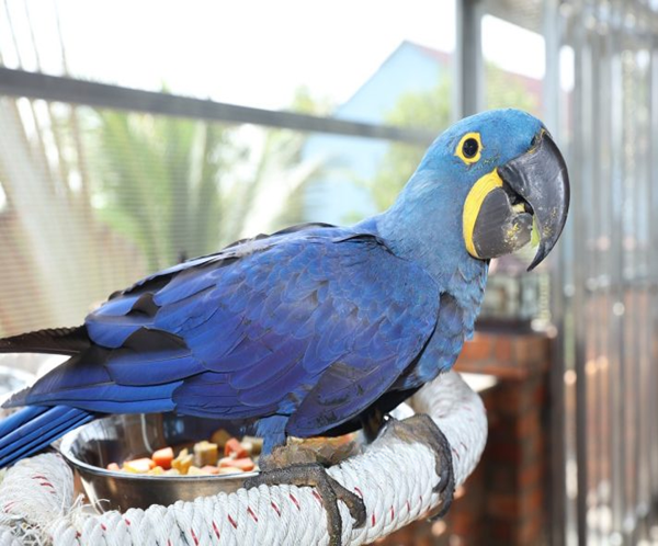 Hyacinth Blue Macaw Bird for sale
