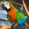 Harlequin Macaw Parrot for sale
