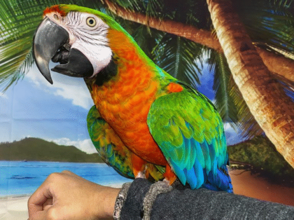 Harlequin Macaw Parrot for sale