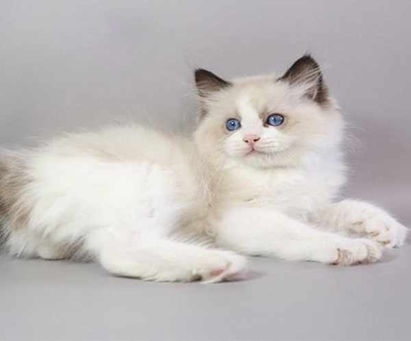 Ragdoll Kitten in a Soft Fluffy Fur Coat Fantik
