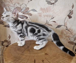 Graceful American Shorthair Kitten