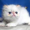 4 (2) Boryusik — Persian Cat іs Waiting for His Family