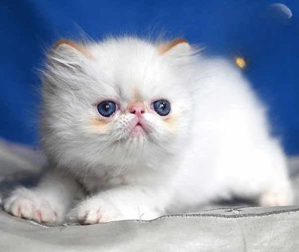 4 (2) Boryusik — Persian Cat іs Waiting for His Family