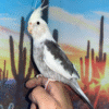 Cream Face Pied Cockatiel for sale