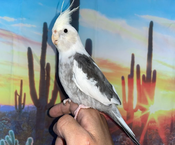 Cream Face Pied Cockatiel for sale