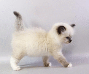 Haritosha is an Elegant Ragdoll Kitten