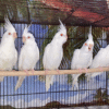 Albino Cockatiel for sale