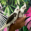 White Face Pied Cockatiel for sale
