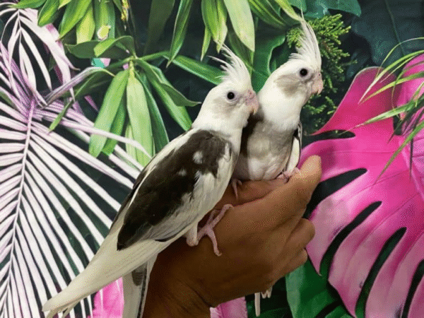 White Face Pied Cockatiel for sale