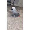 Baby African grey parrot