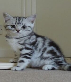Big Handsome Maine Coon Cat With High Ears and a Spectacular Fur Coat