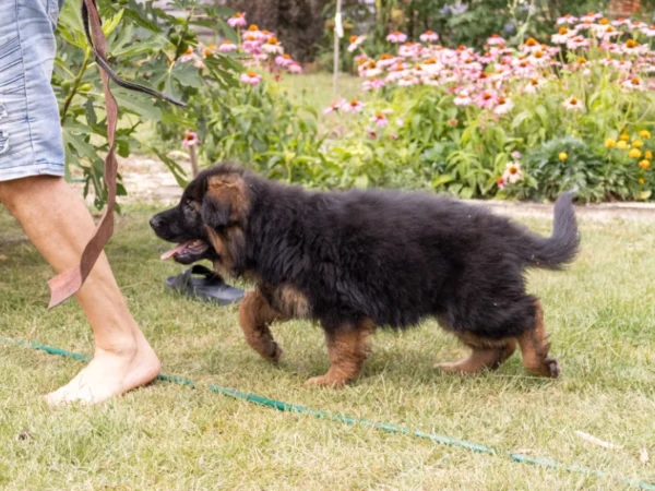 Varick – German Shepherd Dog