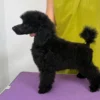 Yubaba – Toy Poodle