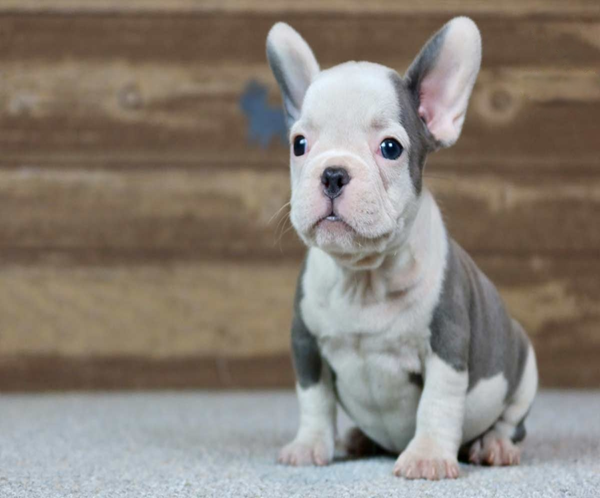 Barkha, the precious