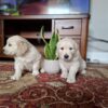 Purebred Golden Retriever puppies