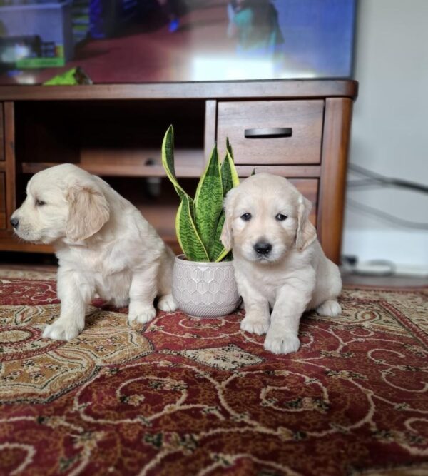 Purebred Golden Retriever puppies