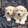Purebred Golden Retriever puppies