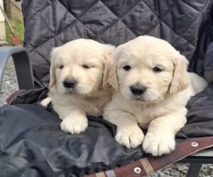 Purebred Golden Retriever puppies