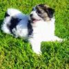 ❤️Rare Biewer Yorkshire x Maltese puppies (Malbie's) puppy