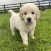 Premium Show Quality IKC Registered Golden Retriever puppies