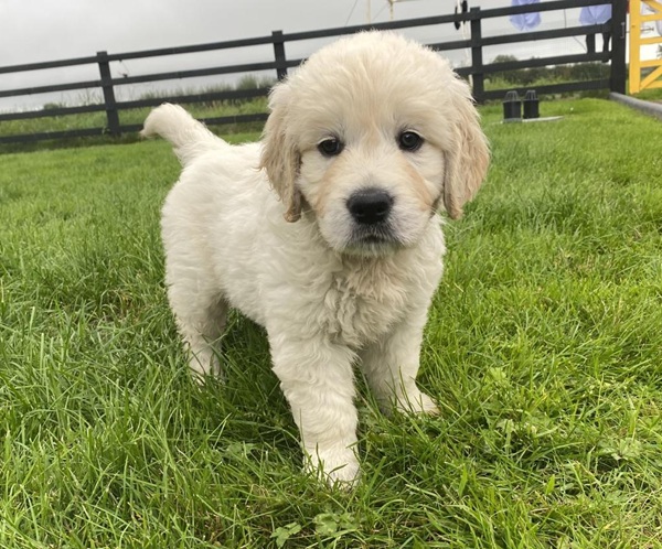 Premium Show Quality IKC Registered Golden Retriever puppies