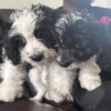 Adorable vaccinated Sprocker Spaniel x Maltese puppies cork 2 males