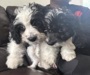 Adorable vaccinated Sprocker Spaniel x Maltese puppies cork 2 males