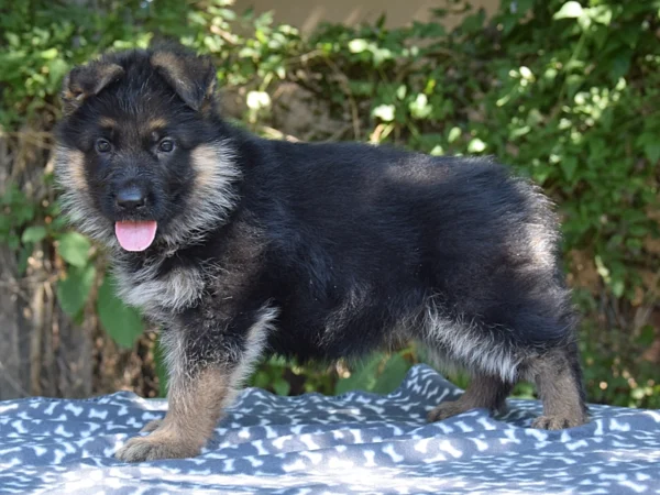 Bullet – German Shepherd Dog