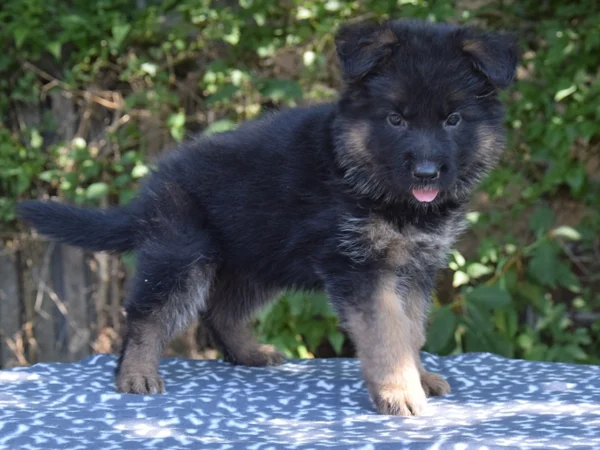 Gretchen – German Shepherd Puppy