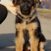Jaws – German Shepherd puppy