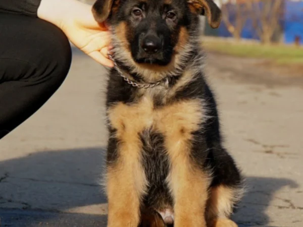 Jaws – German Shepherd puppy