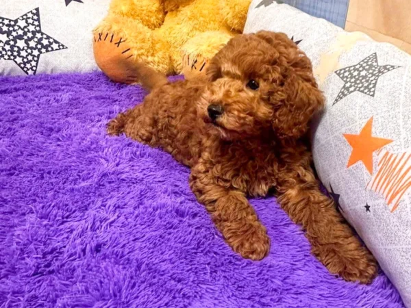 VINN15top240808_M1_9.jpg.852.639.1 Javier Bardem