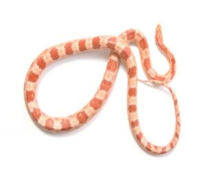 Albino Corn Snake for Sale