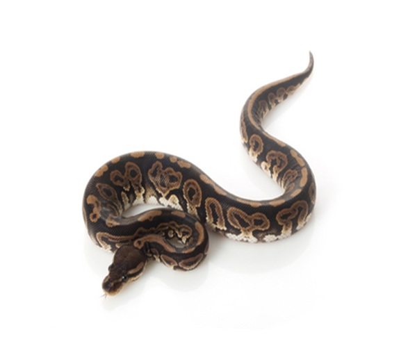 Black Pastel Ball Python for Sale