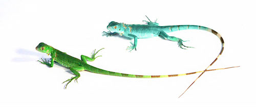 Blue Axanthic Iguana for Sale