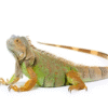 Iguanas for Sale