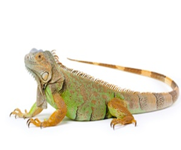 Iguanas for Sale