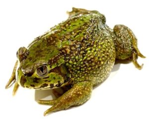 chilean-wide-mouthed-toad-for-sale