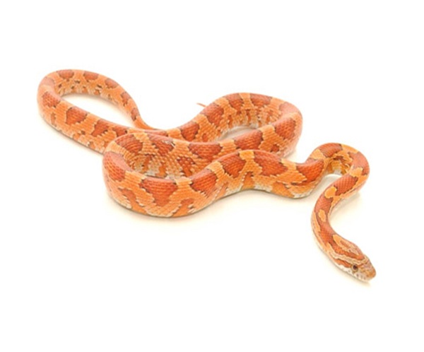 Corn Snake for Sale