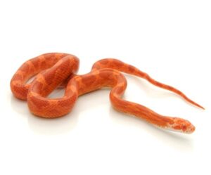 Fire Corn Snake for Sale