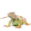 Iguanas for Sale