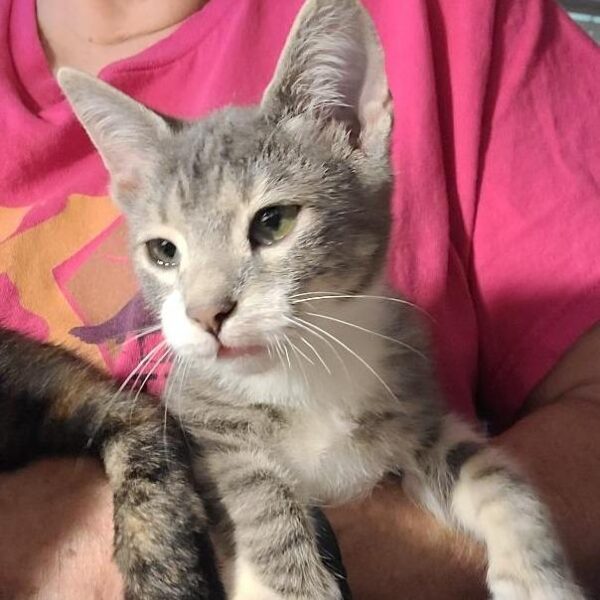 Greyson Purr Machine!