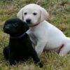 Excellent pedigree Labrador retriever puppies