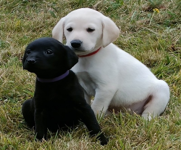 Excellent pedigree Labrador retriever puppies